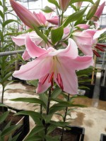 [1798 Mabel No01.JPG]